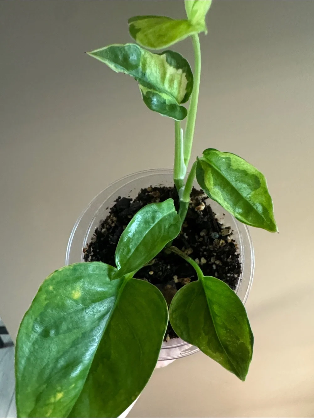 N/A rooted golden